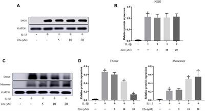 An Inducible Nitric Oxide Synthase Dimerization Inhibitor Prevents the Progression of Osteoarthritis